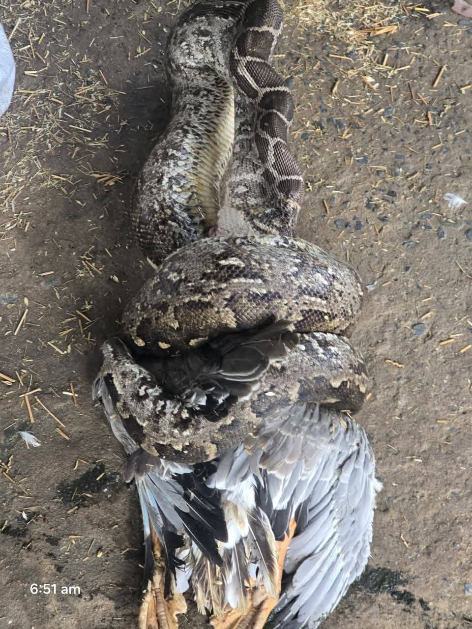 Python Rescue : 12 फीट का अजगर बत्तख निगल रहा था, स्नेक मैन ने किया रेस्क्यू