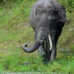 Raigarh Elephant Attack 