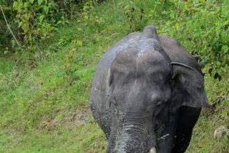 Raigarh Elephant Attack 
