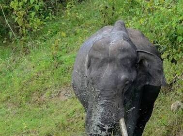 Raigarh Elephant Attack 