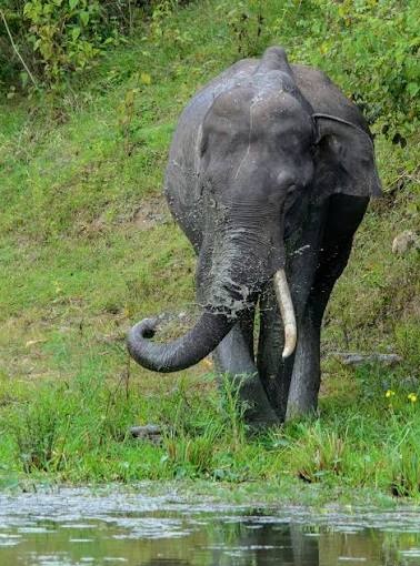 Raigarh Elephant Attack 