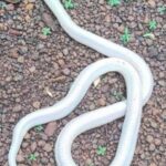 Rare White Krait