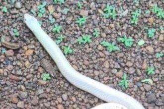 Rare White Krait