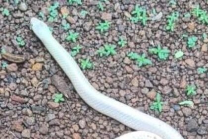Rare White Krait