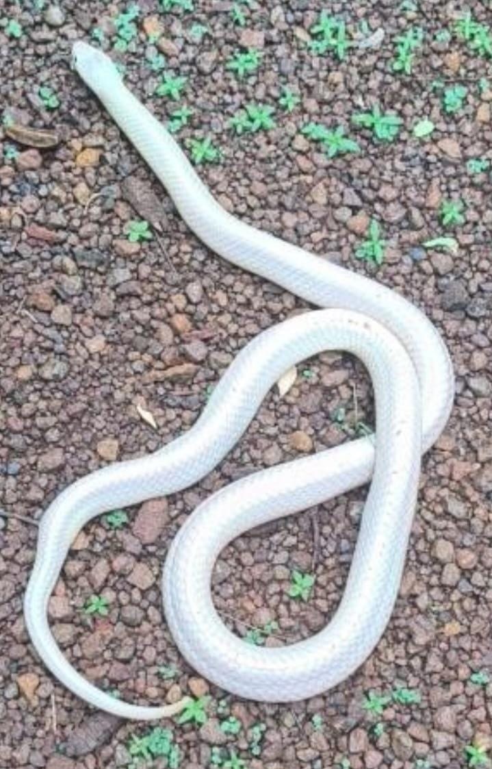 Rare White Krait