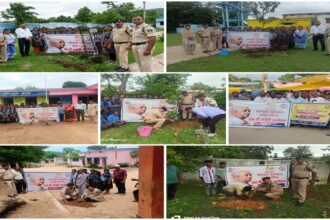 Tree Plantation