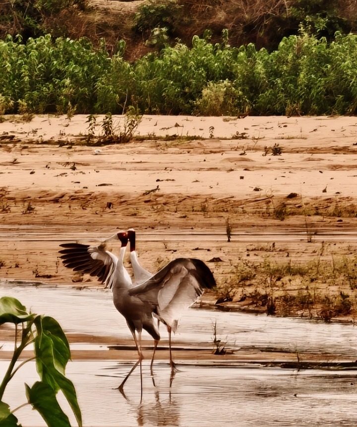 Sarus Crane Sighting