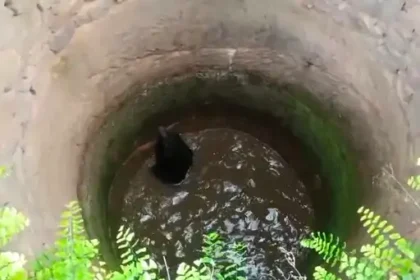 Bear Attack