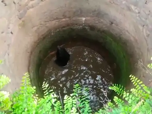 Bear Attack