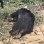 Bear Death Case