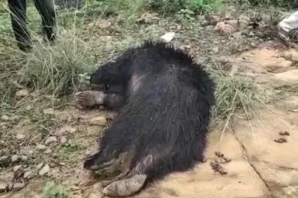 Bear Death Case