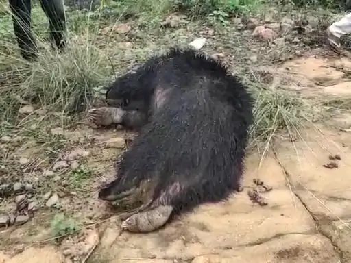 Bear Death Case