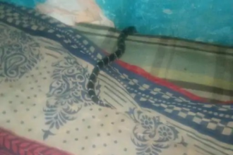 Maharashtra hostel snake bite