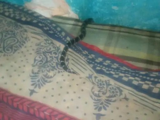 Krait Snake Bite