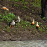 Rare Ducks Raipur
