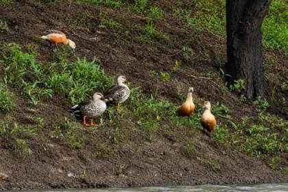 Rare Ducks Raipur
