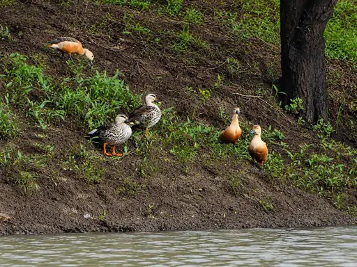 Rare Ducks Raipur