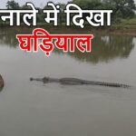 Baloda Bazar Crocodile Sighting