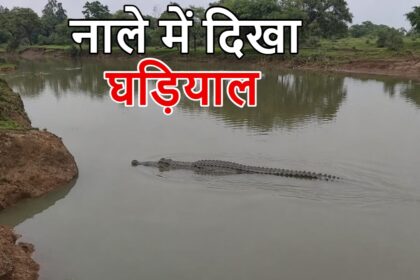Baloda Bazar Crocodile Sighting