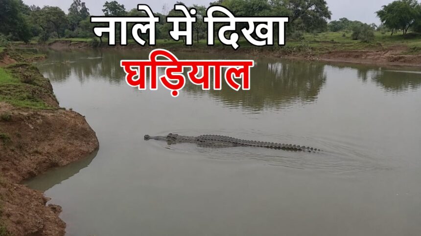 Baloda Bazar Crocodile Sighting