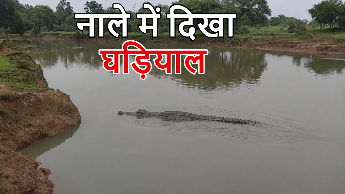 Baloda Bazar Crocodile Sighting