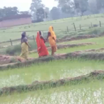 Road Connectivity