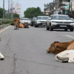 Road Accidents Chhattisgarh