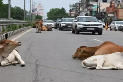 Road Accidents Chhattisgarh