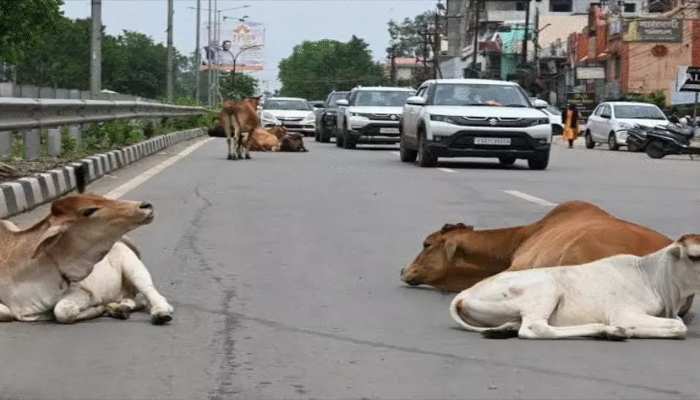 Road Accidents Chhattisgarh