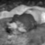 Bemetara Murder Case