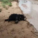 Bear Death