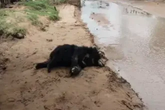Bear Death
