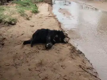 Bear Death