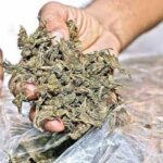 Surajpur Ganja Smuggling