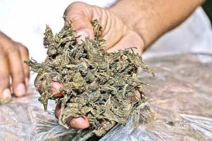 Surajpur Ganja Smuggling