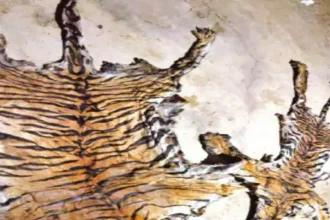 Tiger Skin Smuggling