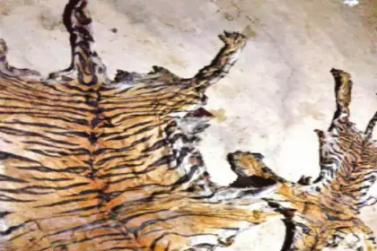 Tiger Skin Smuggling