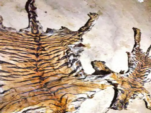 Tiger Skin Smuggling