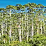 Eucalyptus Plantation