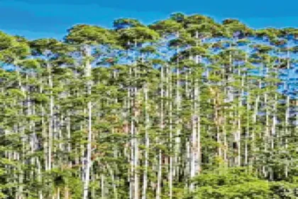 Eucalyptus Plantation