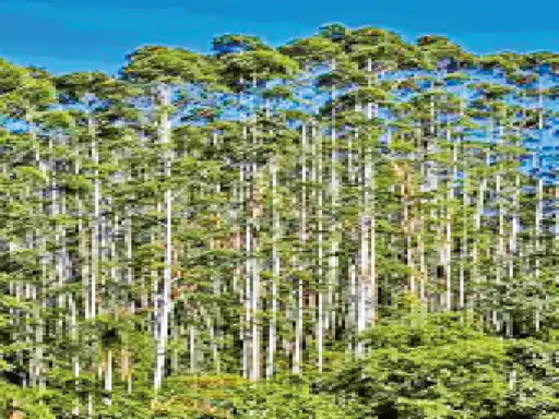 Eucalyptus Plantation