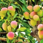 Mango Research