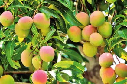 Mango Research