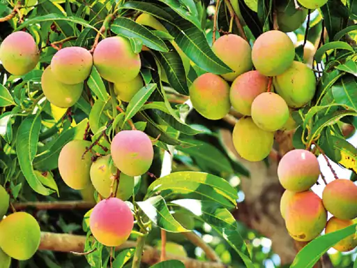 Mango Research