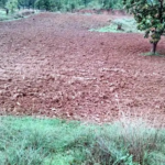 Crop Damage : ट्रैक्टर से रौंदी धान की फसल, किसान ने थाने में की शिकायत