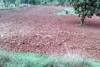 Crop Damage : ट्रैक्टर से रौंदी धान की फसल, किसान ने थाने में की शिकायत