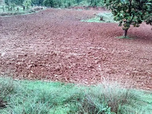 Crop Damage : ट्रैक्टर से रौंदी धान की फसल, किसान ने थाने में की शिकायत