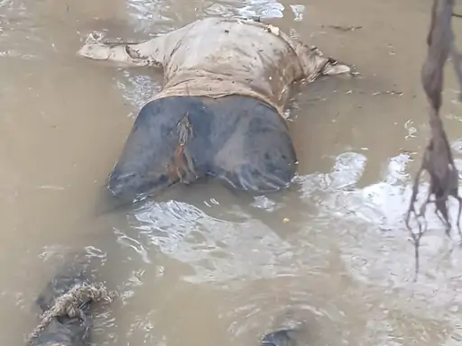 Bemetara Shivnath River Body : शिवनाथ नदी में मिला युवक का शव