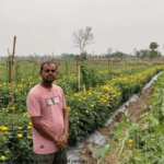 Marigold Farming