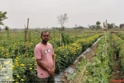 Marigold Farming